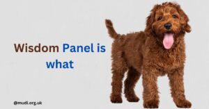 Wisdom Panel evaluates a dog's genetic markers. This is a dog DNA testing service