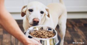 Puppies' food allergies are usually caused by proteins or grains that provoke immune responses.