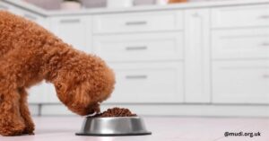 Selecting the Top Hypoallergenic Puppy Food: