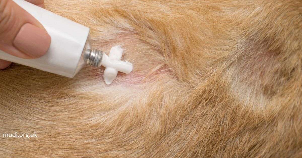 Can Dogs Use Neosporin? Risks & Alternatives