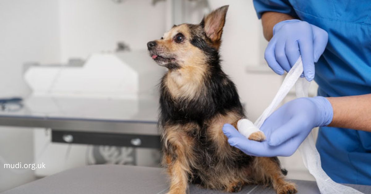 Can Dogs Use Neosporin? Risks & Alternatives