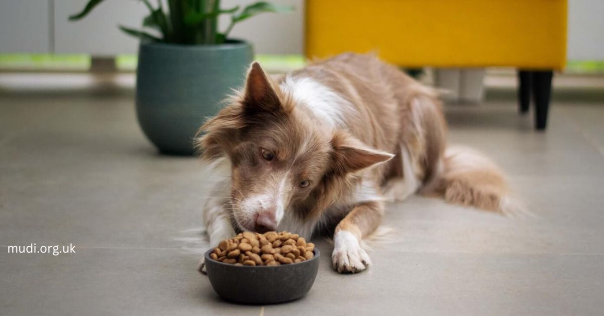 Why It's Important to Watch Your Dog's Diet