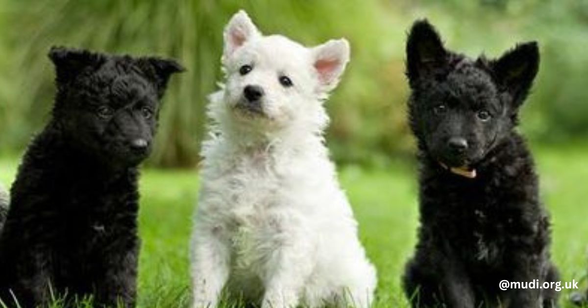 A rare and lively herding breed from Hungary, the Mudi puppy