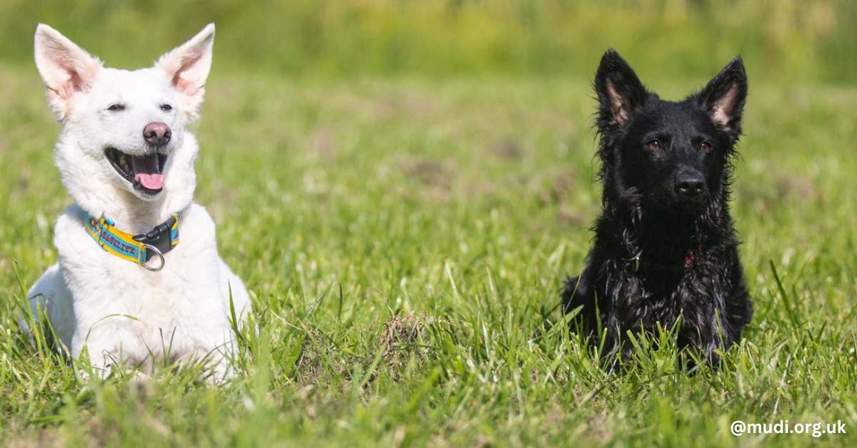 The Hungarian Mudi puppies fis an adaptable herding dog from Hungary.