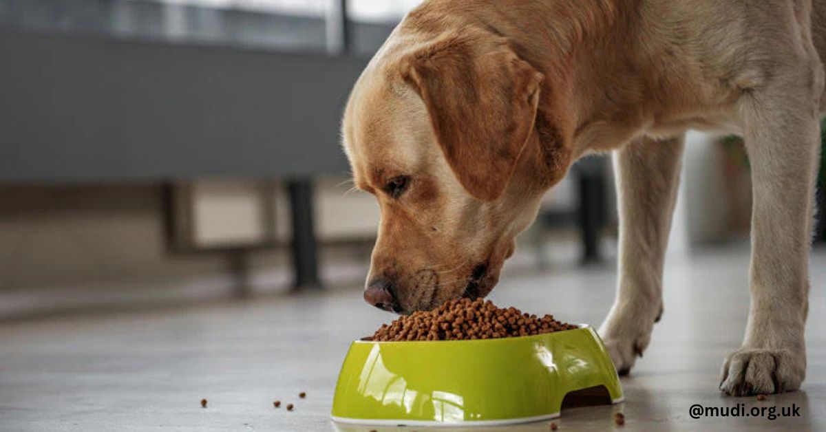 Selecting the proper hypoallergenic dog food can help to avoid allergic responses and advance general well-being.