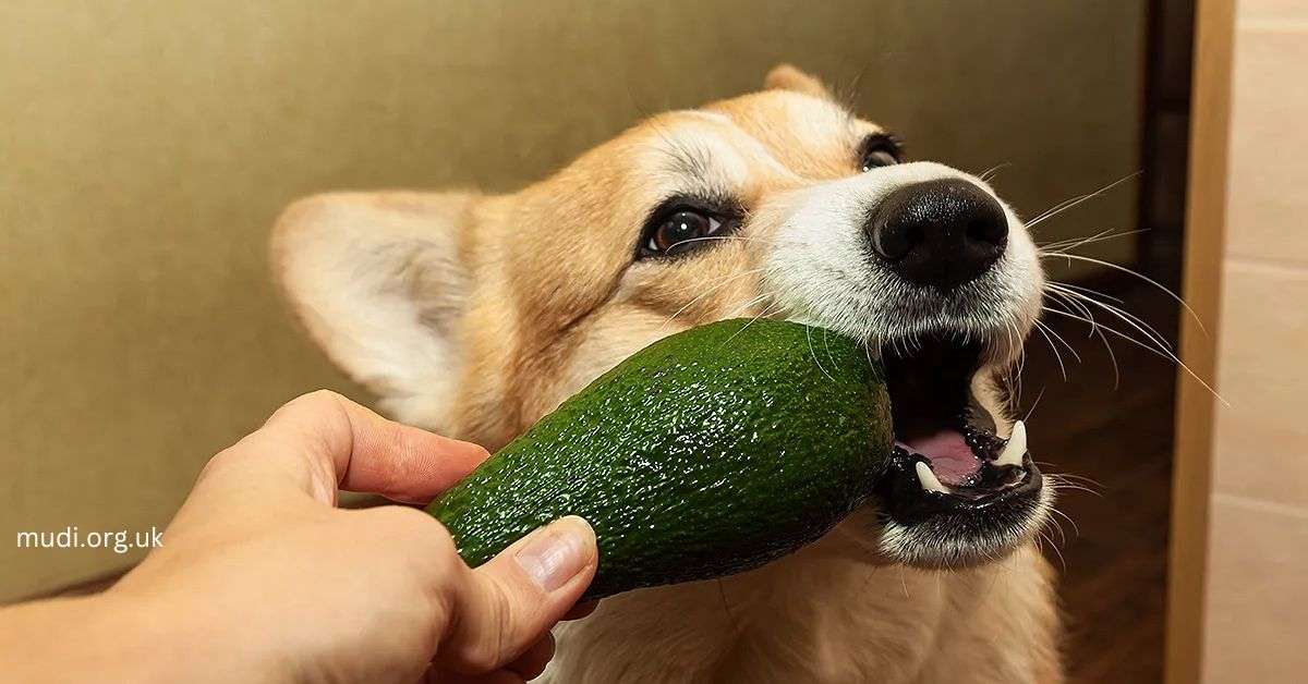 Can Dogs Eat Avocados?