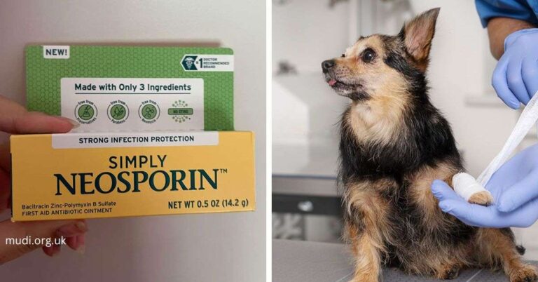 Can Dogs Use Neosporin? Risks & Alternatives